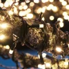 Markslöjd Guirlande lumineuse Chrissline Extra 100 LEDs 2.850K^ Lumière De Noël